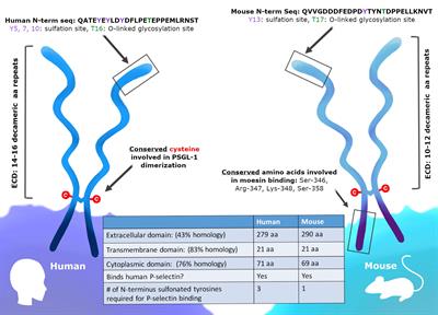 PSGL-1 Immune Checkpoint Inhibition for CD4+ T Cell Cancer Immunotherapy